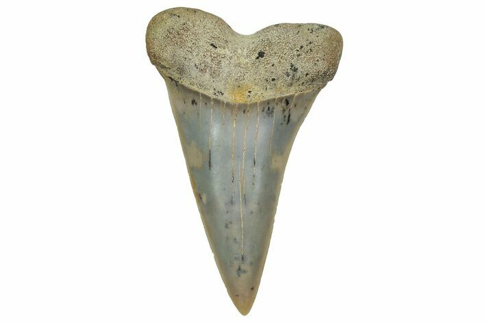 Colorful, Fossil Broad-Tooth Mako Shark Tooth - Bakersfield, CA #351434